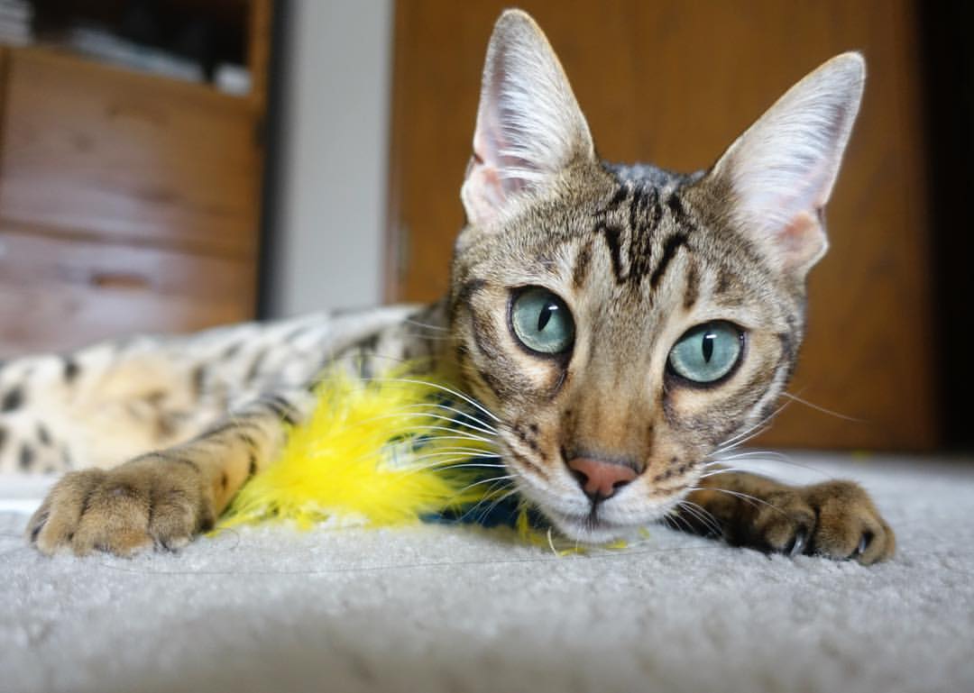 爱游戏下载-_湖人队迎来关键战，力争突破连败_，湖人队最新进展