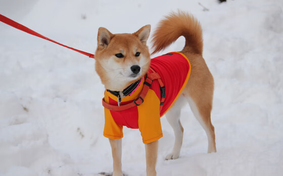 爱游戏体育app网页版下载-_高山滑雪世界杯：速度与优雅的完美融合_，2021高山滑雪世界杯赛程
